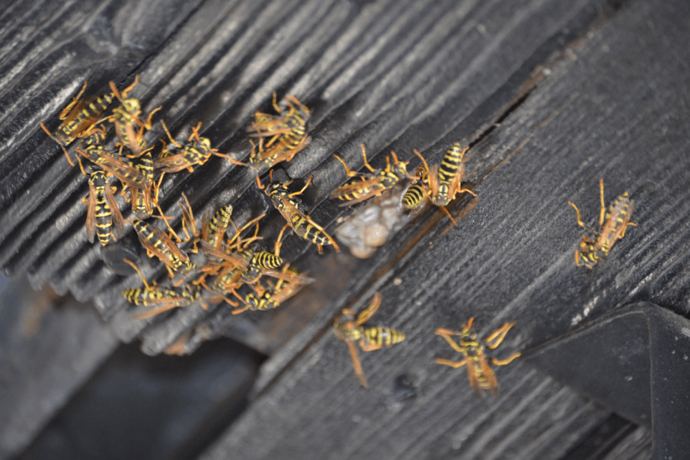 Companies Handling Wasp Infestations in Baltimore